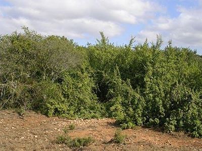 Spekboom project leads to EU visit
