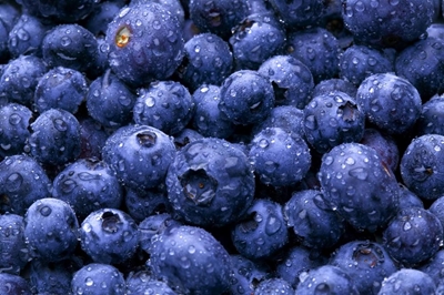 Grow your own blueberries