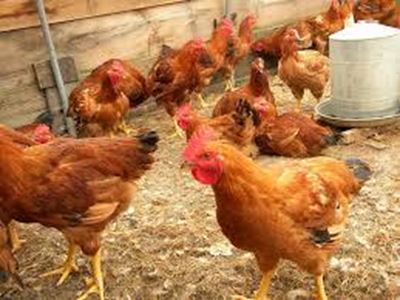 Why poultry farmers fail