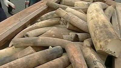 Nearly ton of ivory seized at Vietnam port
