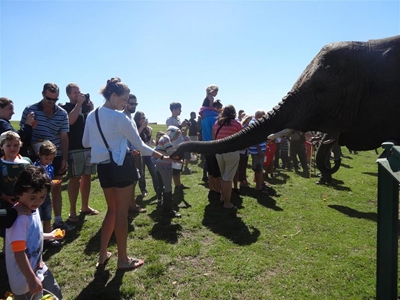Knysna Elephant Park celebrates 20th birthday