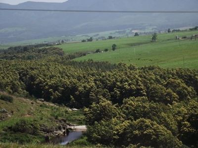 New organisation to bust alien plants