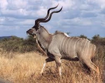 Kudus on the move again