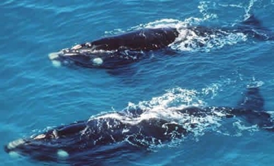 Info about whales to be made more accessible