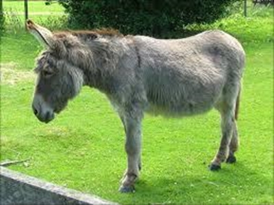 Donkey barber grooms Cairo's animals