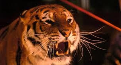 Circus tiger kills 8-year-old girl in China
