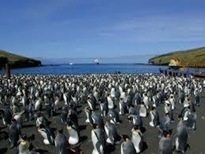 Penguin-bot is a happy feat for science