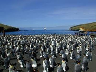 Penguin-bot is a happy feat for science