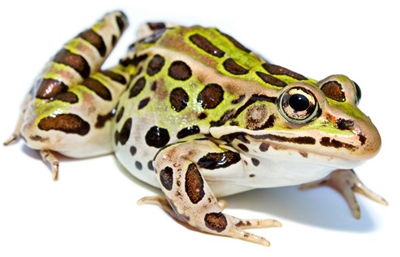 New frog species discovered in New York City