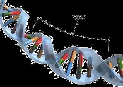 Scientists find mechanism for spontaneous HIV cure