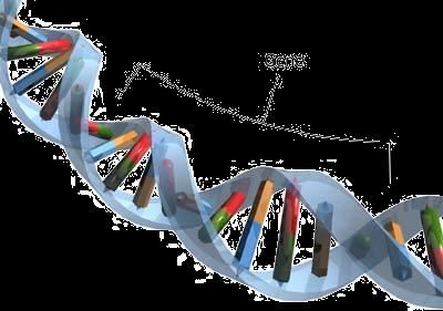 Scientists find mechanism for spontaneous HIV cure