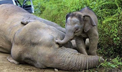 Suspected poachers escape Mozambique police post