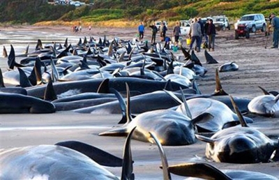 Sad outcome after whales re-strand in New Zealand
