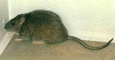 More than 4,000 rats killed at Indian hospital