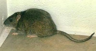 More than 4,000 rats killed at Indian hospital