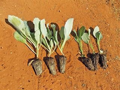 Choose the right cabbage seedlings