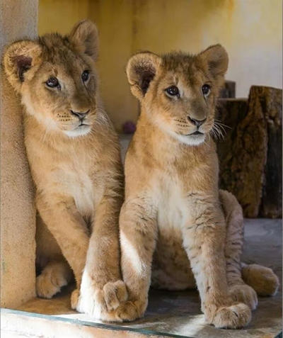 The miraculous rescue of 2 lion cubs