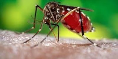 Taiwan city uses seawater to combat Dengue fever outbreak