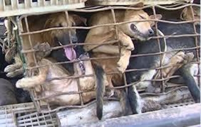 Thailand outlaws cat, dog meat trade