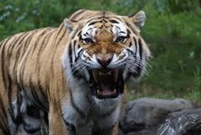 Police hunt for tiger on the loose near Paris