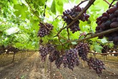 Good start to table grape season