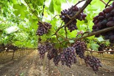 Good start to table grape season