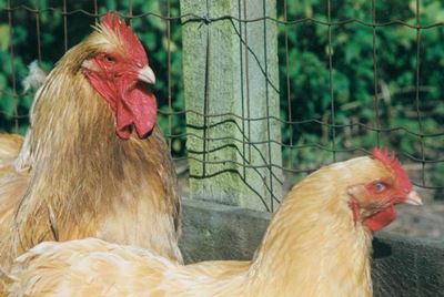 EU praises Dutch, British response to bird flu outbreaks
