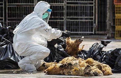 EU praises Dutch, British response to bird flu outbreaks