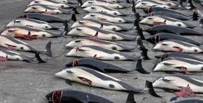 Japan cuts whale catch targets by two-thirds