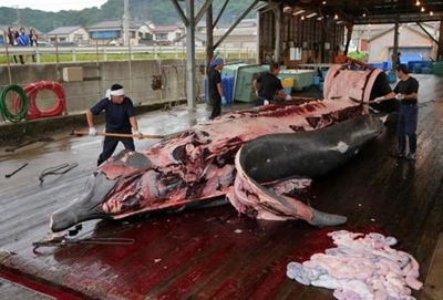 Japan cuts whale catch targets by two-thirds