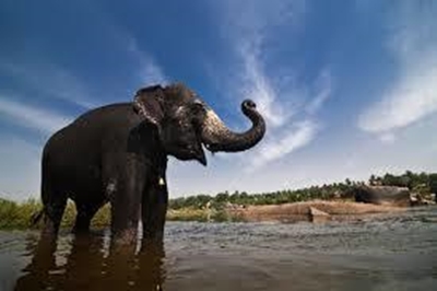 SMS alerts cut deaths from elephants in rural India