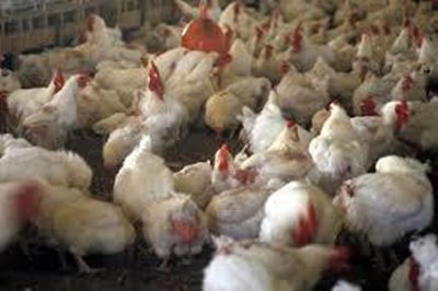 WHO braces for bird flu spread in European poultry