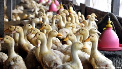WHO braces for bird flu spread in European poultry