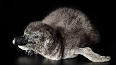 2 penguin chicks hatch at California Academy