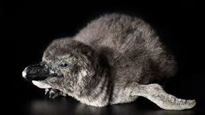2 penguin chicks hatch at California Academy