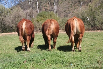 Limousin boeredag by Calitzdorp