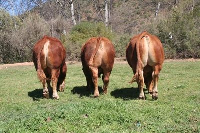 Limousin boeredag by Calitzdorp