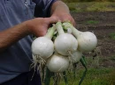 Global roundup from the fresh produce sector