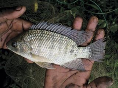Needed: fewer laws and more professionalism in aquaculture