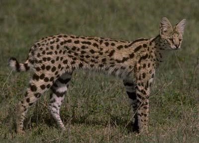 Wild cat on the loose near Pretoria