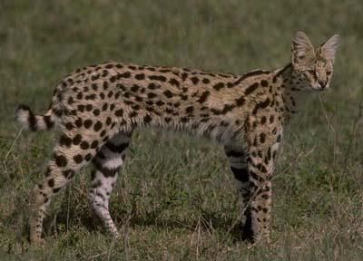 Wild cat on the loose near Pretoria