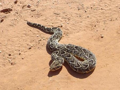 North West man bitten by puff adder