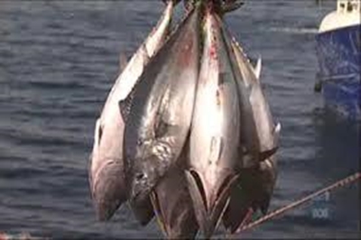 Pacific States say tuna talks making slow progress