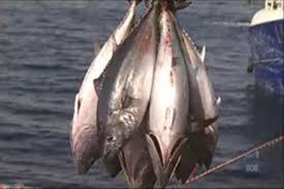 Pacific States say tuna talks making slow progress