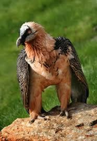 Farmers requested to set up ‘vulture restaurants’