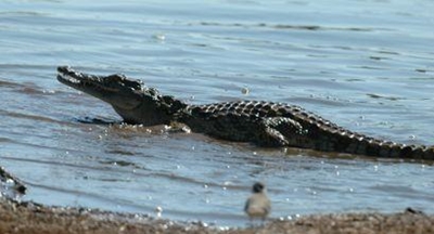 Crocodile kills golfer in Kruger Park