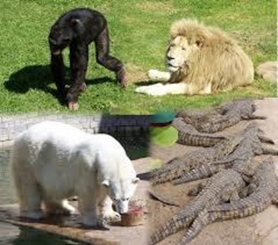 2 Johannesburg Zoo officials suspended over illegal animal imports