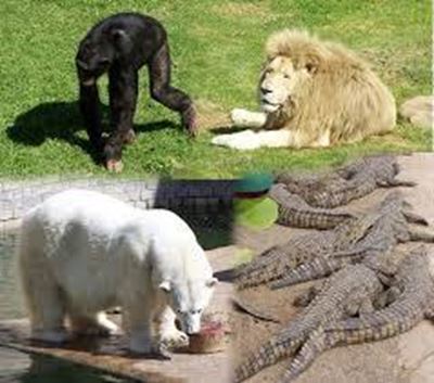 2 Johannesburg Zoo officials suspended over illegal animal imports