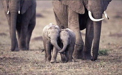 More efforts needed to stop poaching