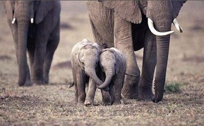 More efforts needed to stop poaching